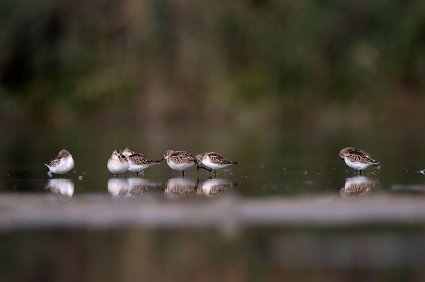 Reggeli készülődés a víztükörnél