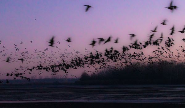 A nádas életre kel