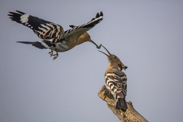 Hoztam neked kukacot