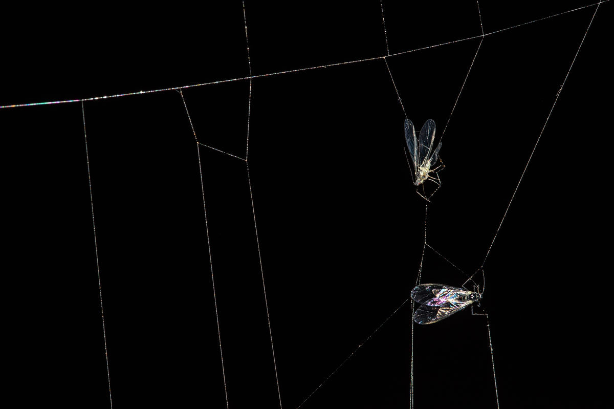 Darányiné Bakos Éva