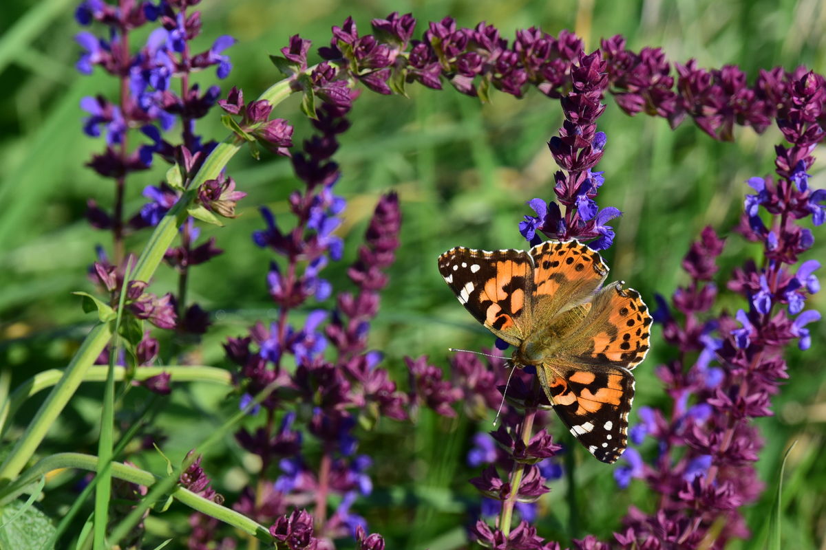 Dr. Rátkainé Kádár Andrea