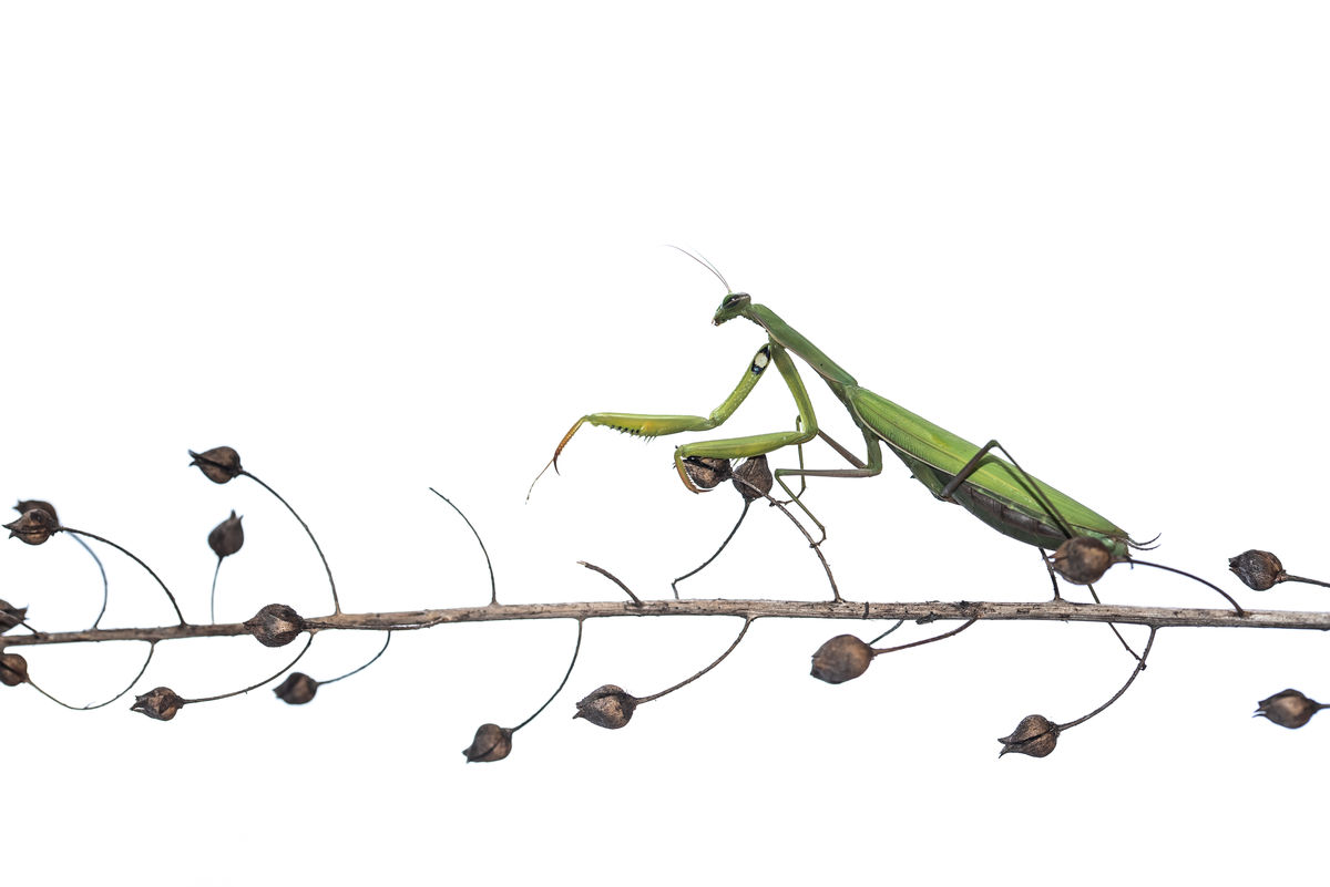 Darányiné Bakos Éva