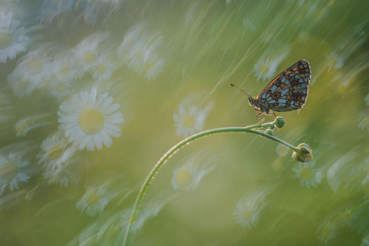 Darányiné Bakos Éva