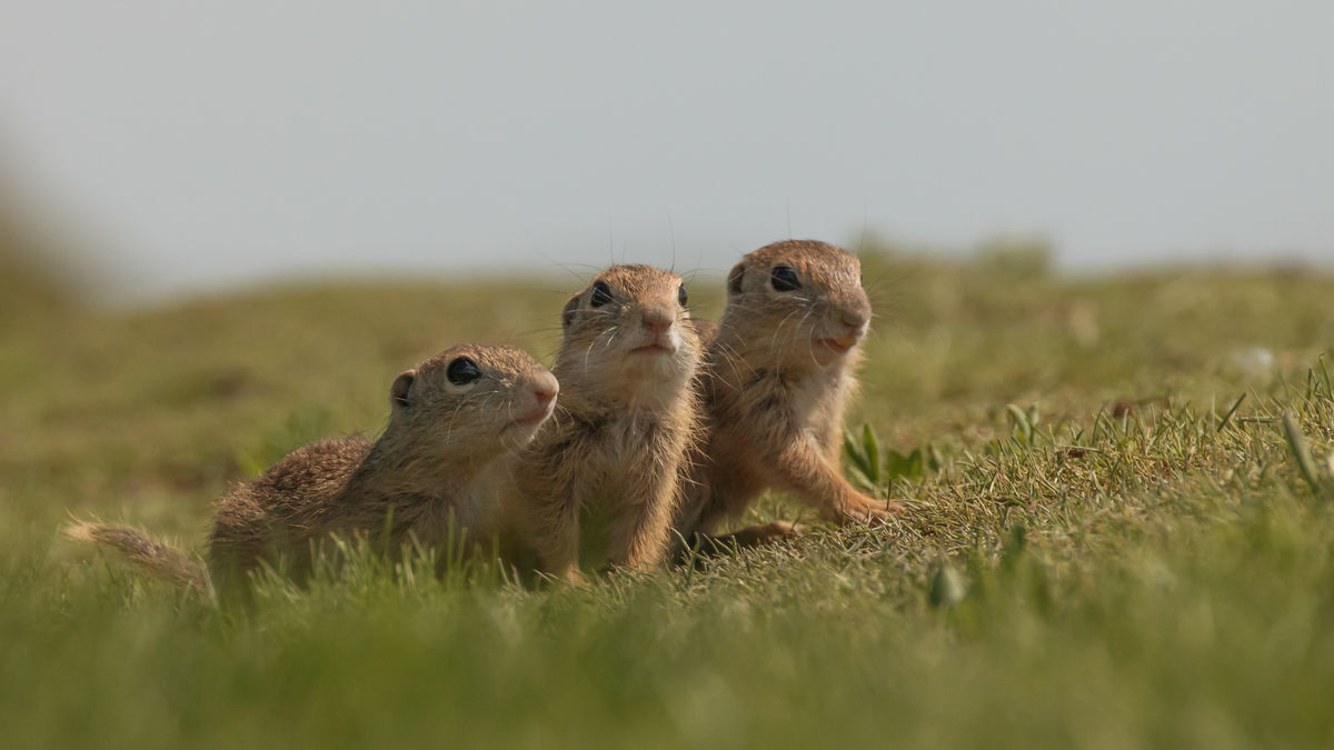 Gyenti-Kálvin Kinga