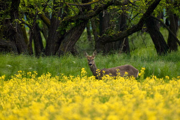 Lankadatlan figyelem