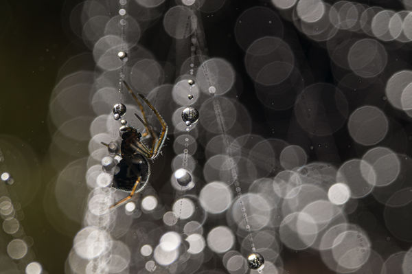 Harmatgömbök között