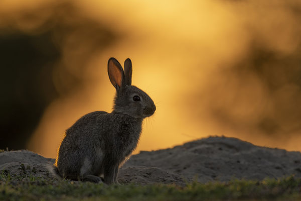 Lángoló naplemente