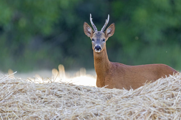Nyáresti találkozás