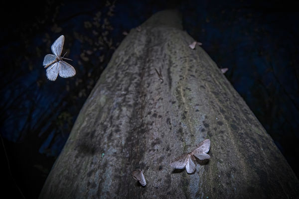 Alkonyati araszolók