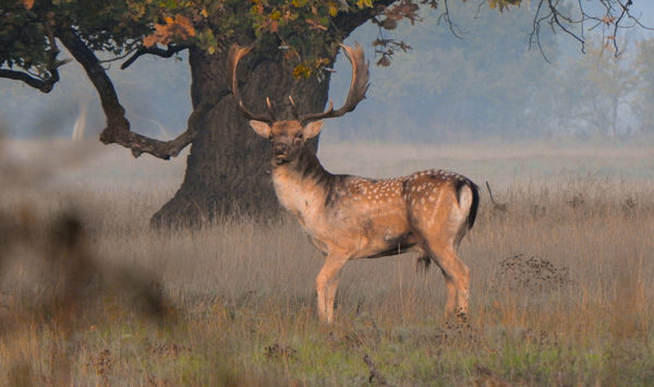 Az öreg tölgy előtt