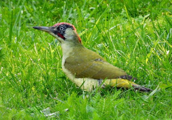 Zöld küllő a zöld fűben