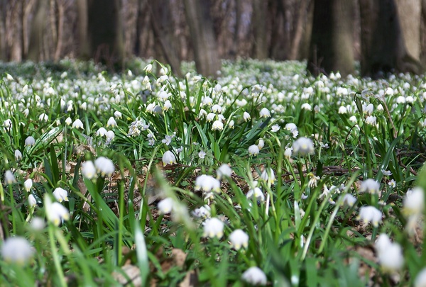 Ameddig a szem ellát.
