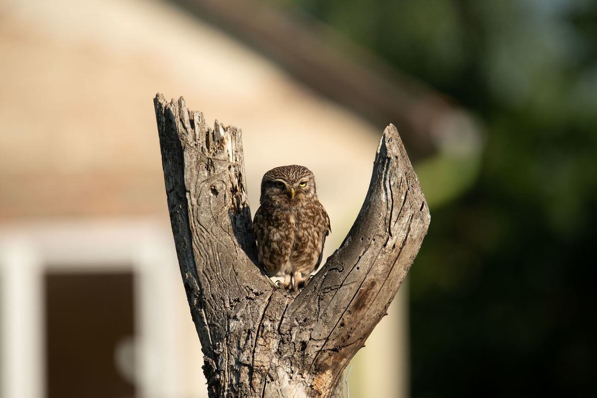 Gémné Kovács Anita
