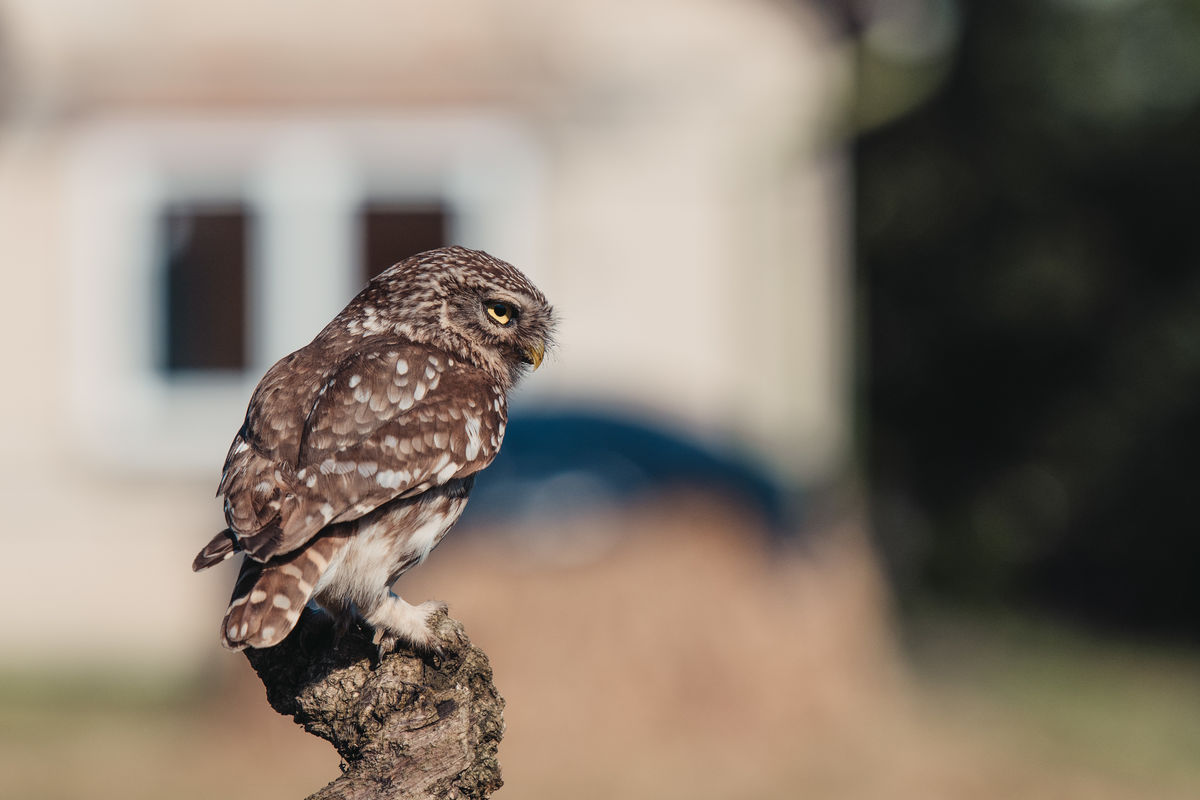 Gémné Kovács Anita