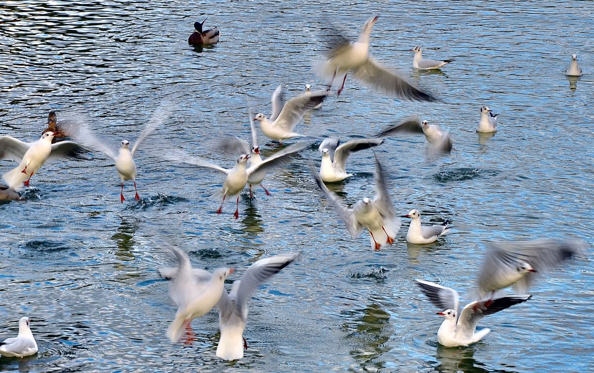 Presztolánszky Ágnes