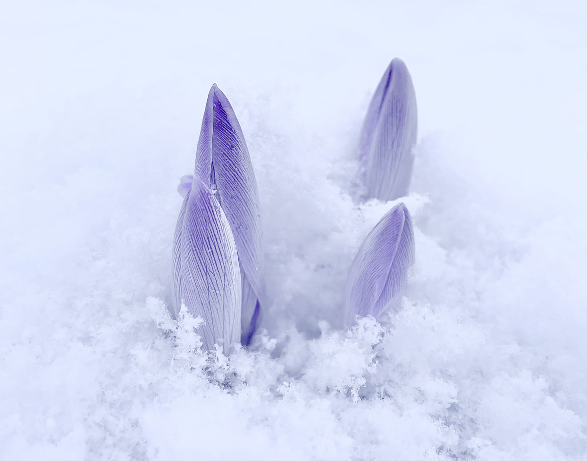 Presztolánszky Ágnes