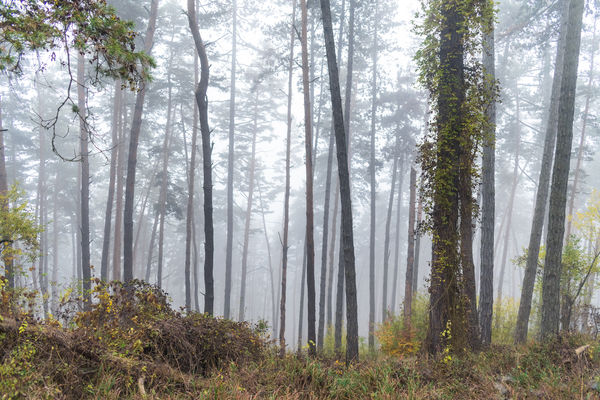 Reggeli köd a székely erdőben