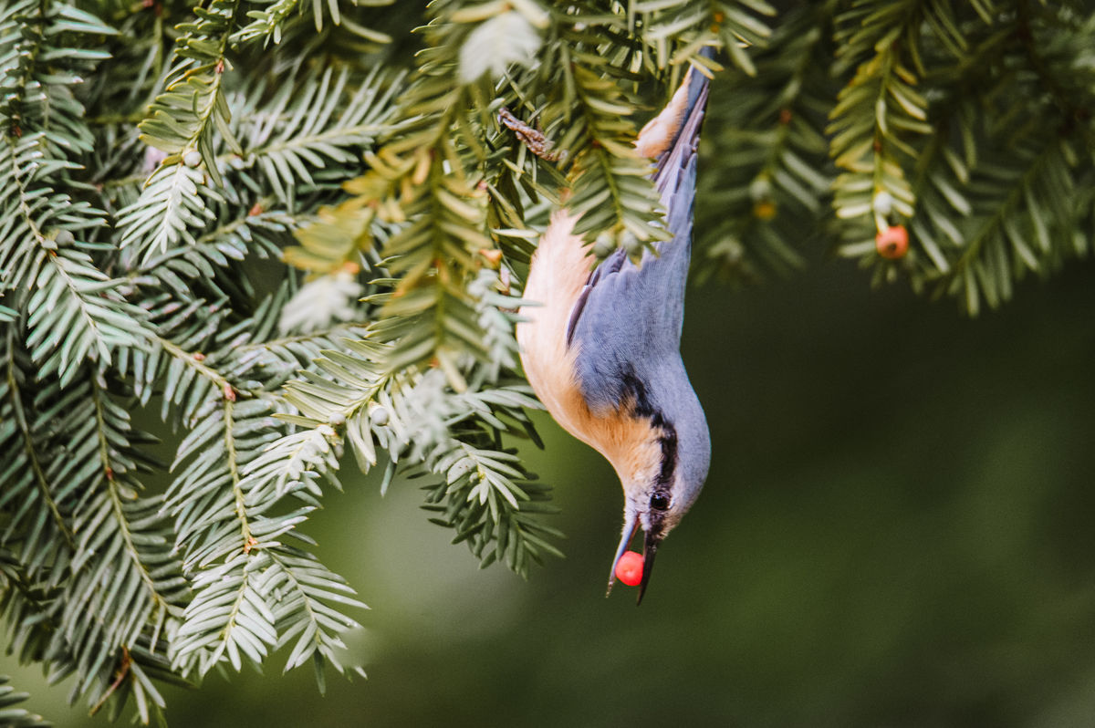 Gémné Kovács Anita