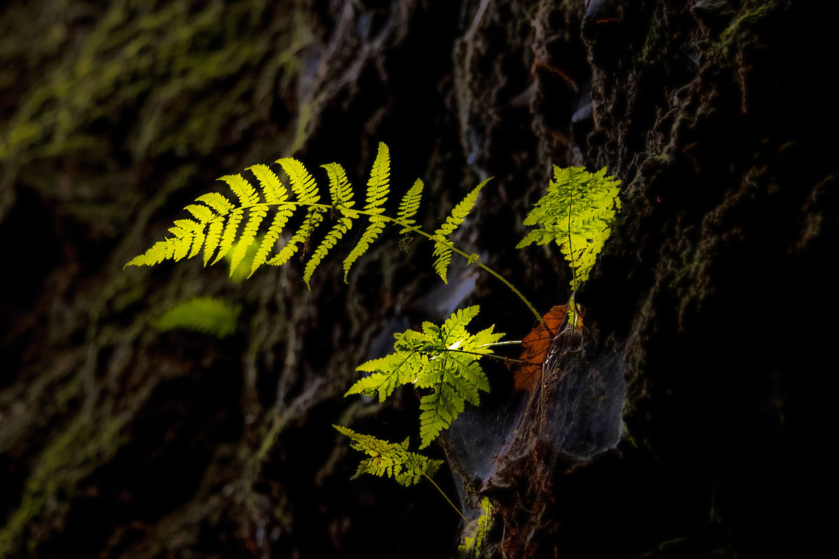 Gaál Zoltán Péter