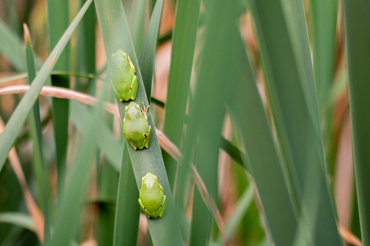 Gémné Kovács Anita