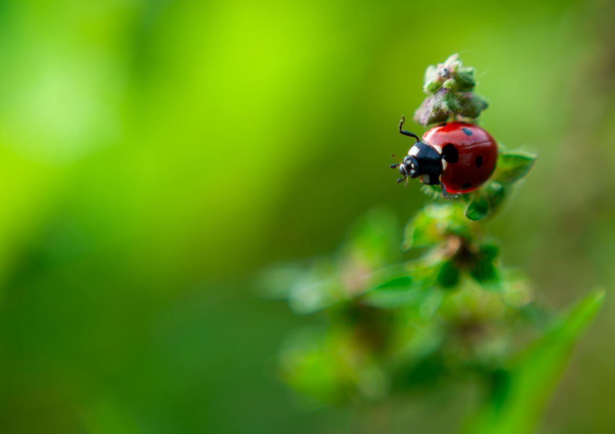 Gárdonyi Annamária