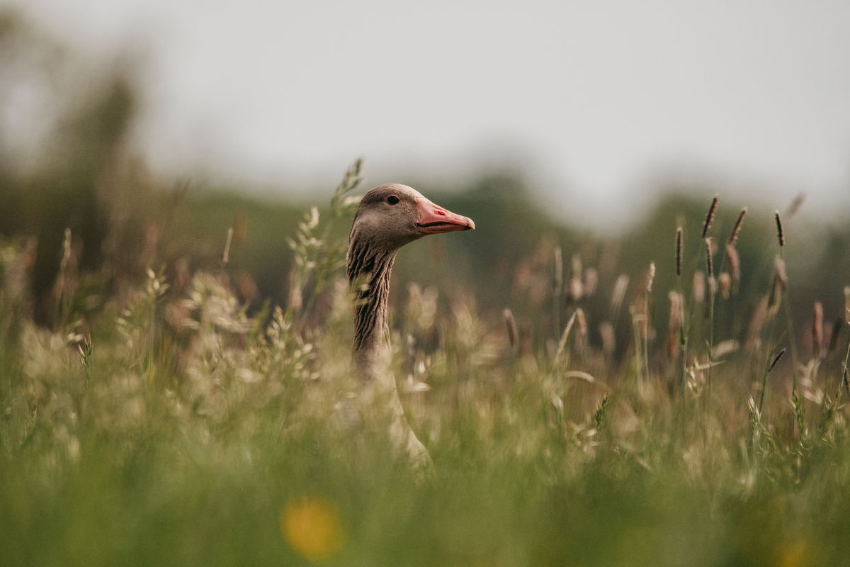Gémné Kovács Anita