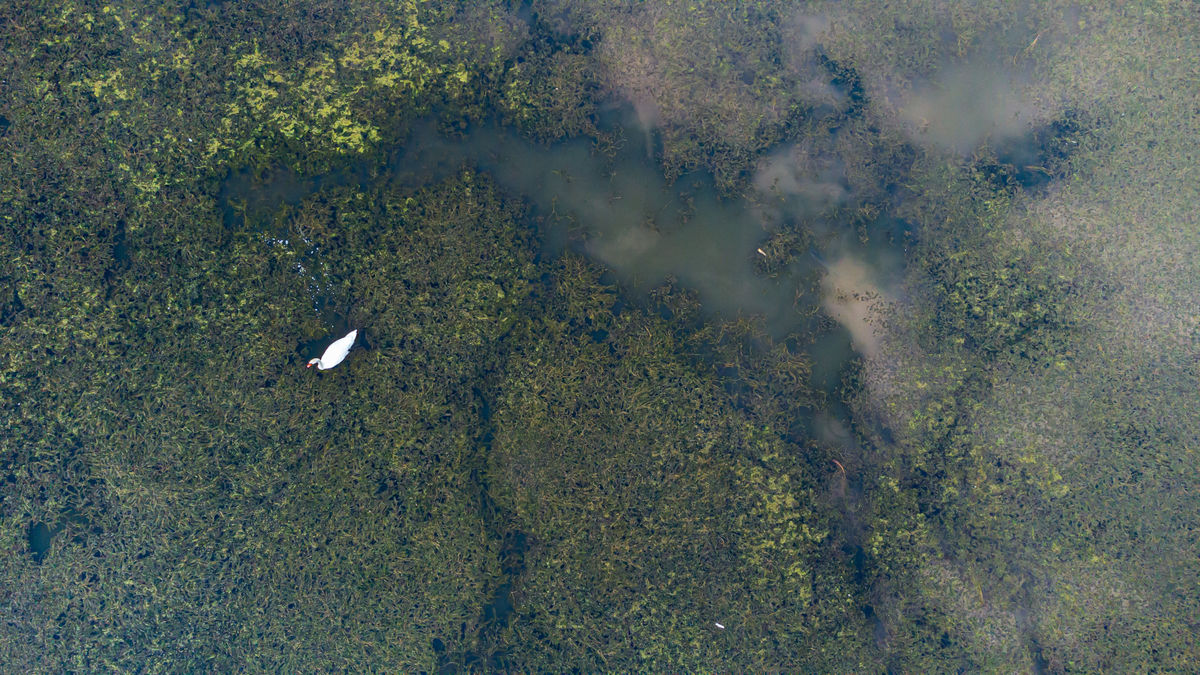 Benke Péter Valentin