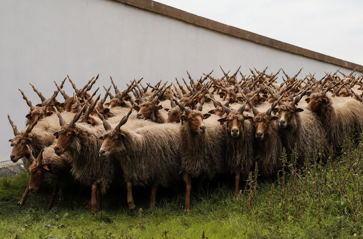 Tilliné Unyi Krisztina