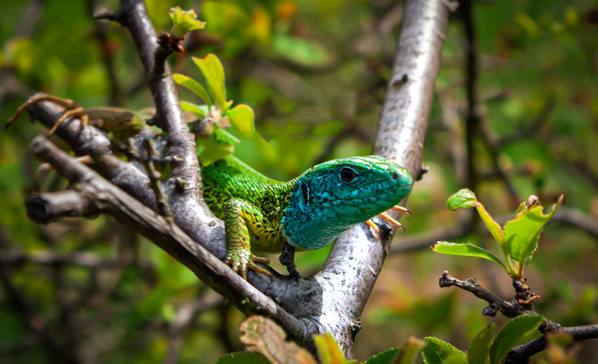 Gárdonyi Annamária