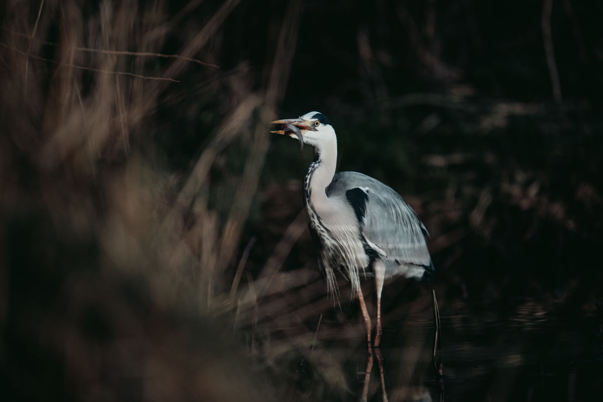 Gémné Kovács Anita