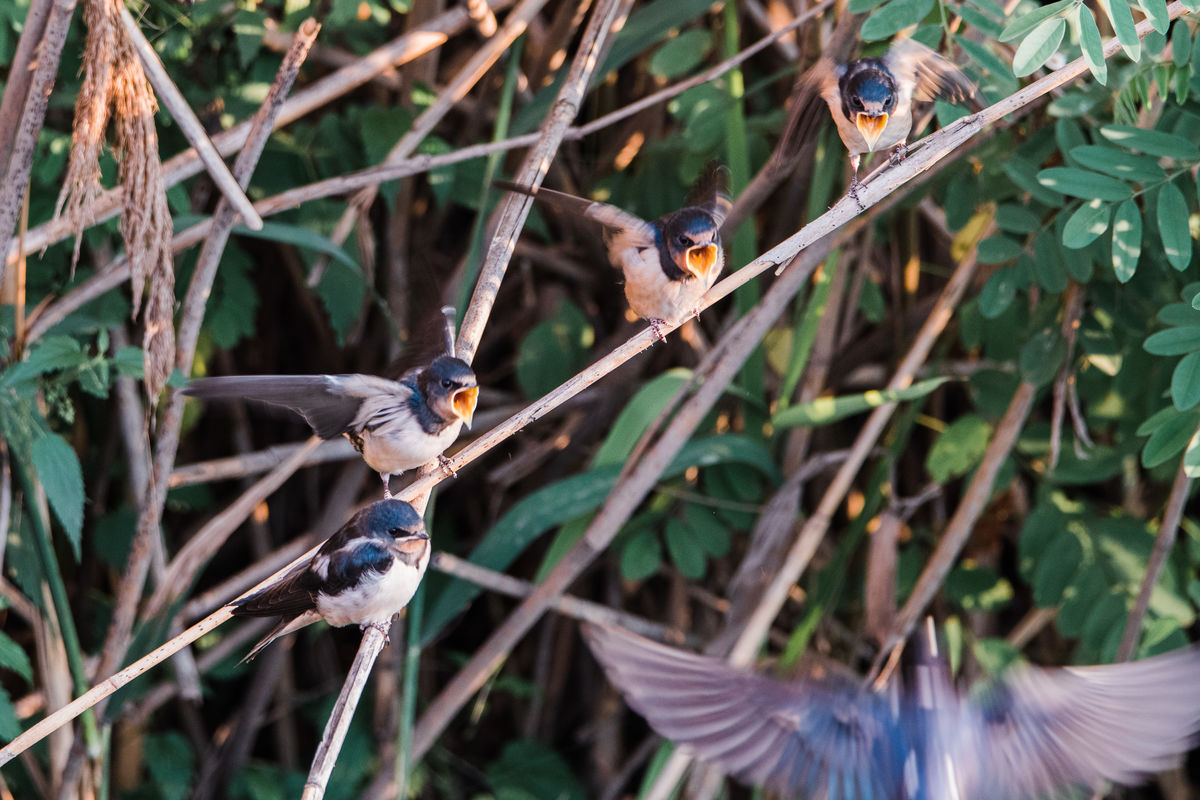Gémné Kovács Anita