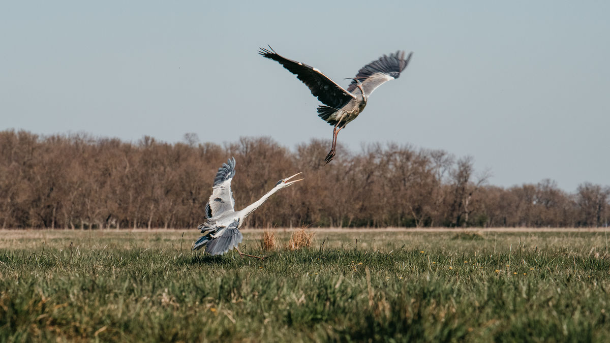 Gémné Kovács Anita