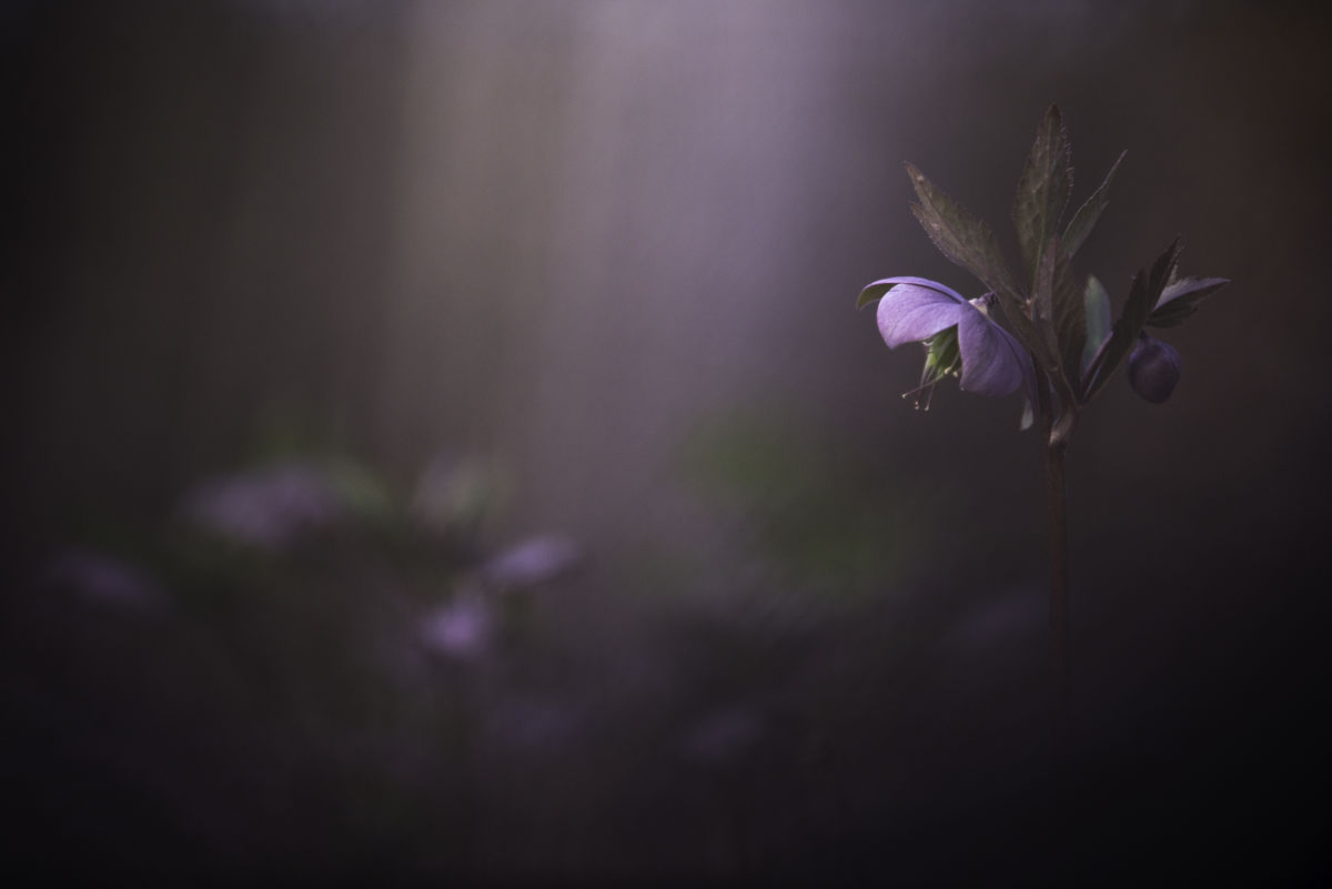 Darányiné Bakos Éva