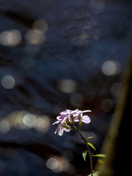 A szépség és a szörnyeteg
