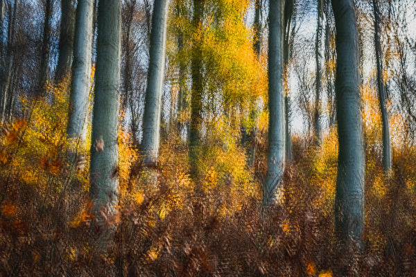 Az őszi erdő emléke