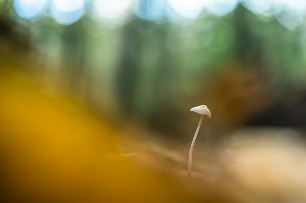 Az erdő apró lakója