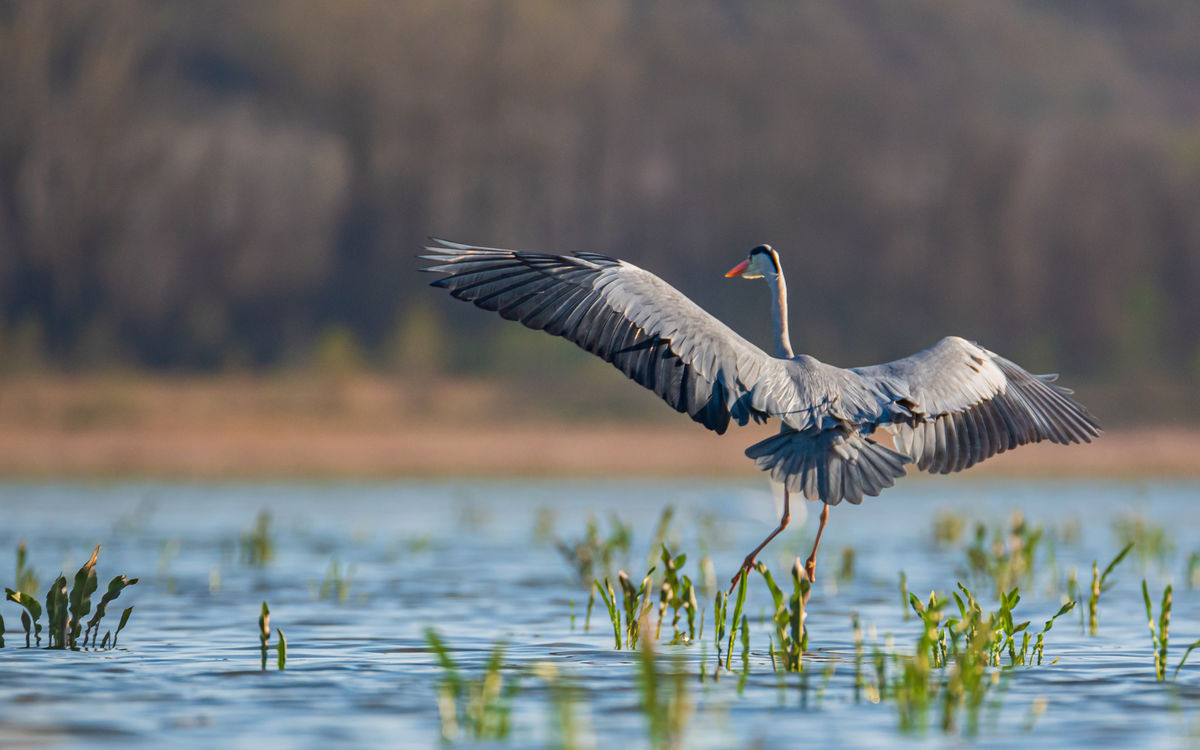 Benke Péter Valentin