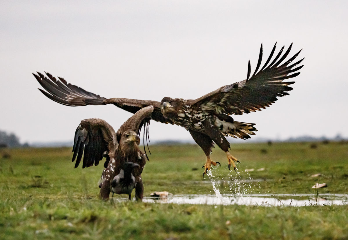 Gyenti-Kálvin Kinga