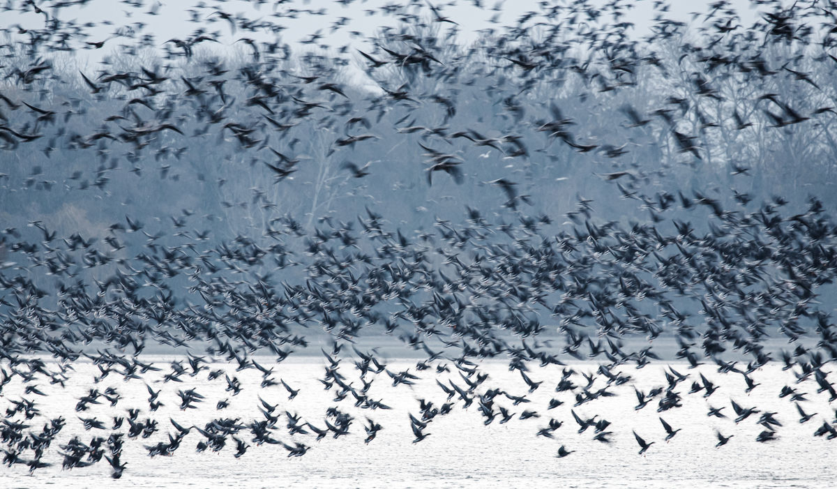 Gyenti-Kálvin Kinga