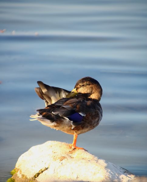 Kacsalábon-Vadkacsa