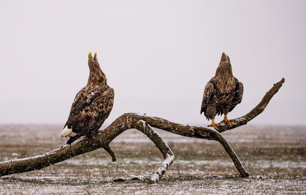 Pusztába kiáltott szó