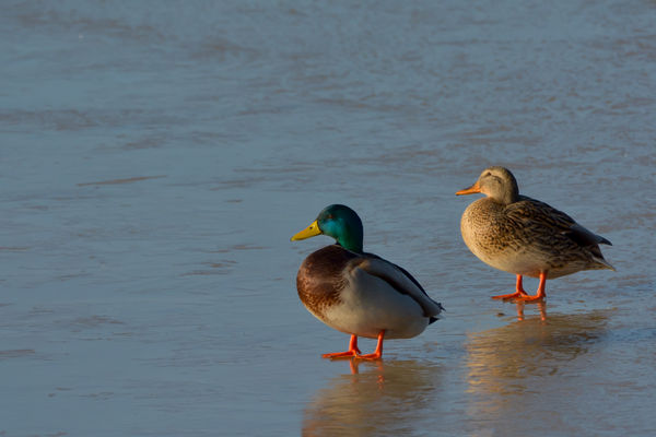 Láthatósági talpak