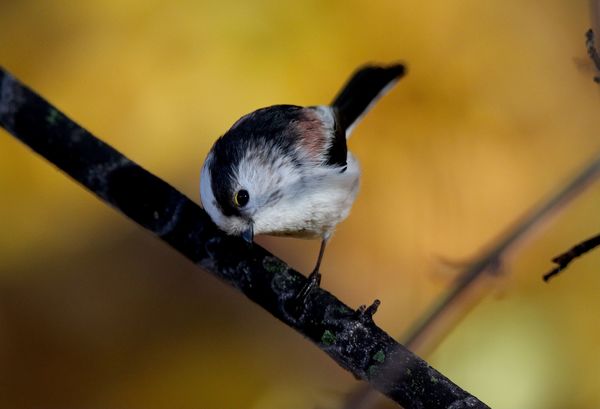 Őszapó őszi pompában