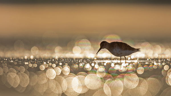 Bokeh vadász partfutó