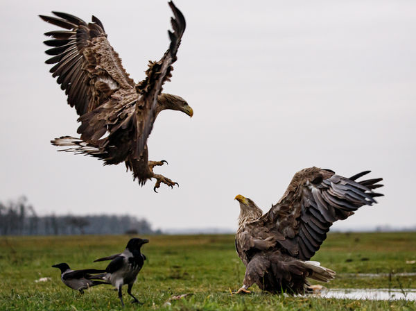 Támadásra felkészülni