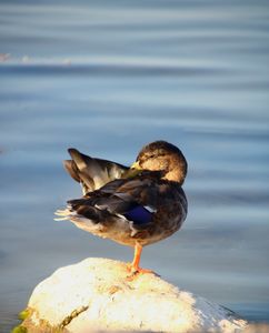 Kacsalábon-Vadkacsa Kacsalábon-Vadkacsa