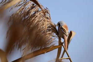 Jó a barkóm?  Jó a barkóm?