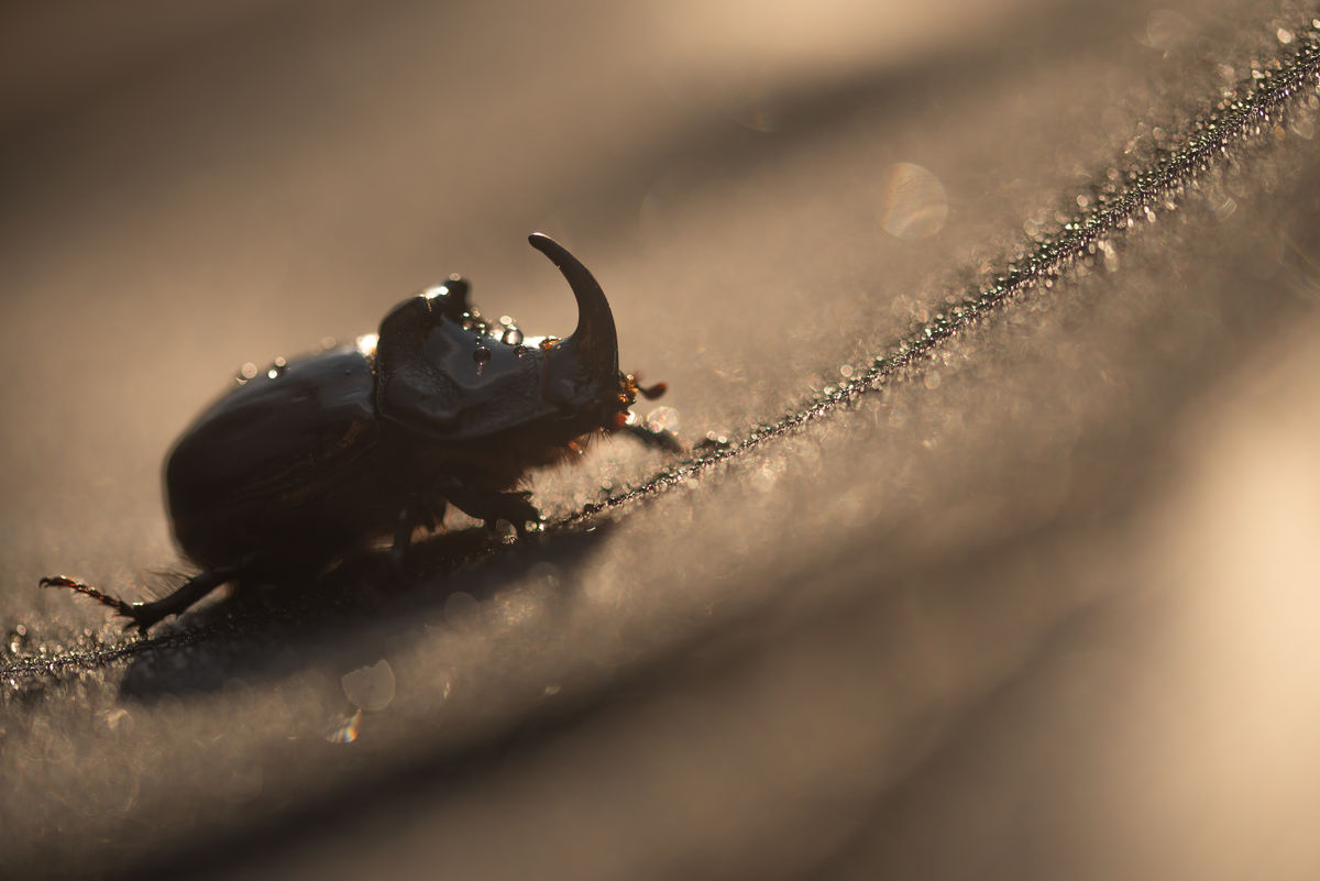 Darányiné Bakos Éva