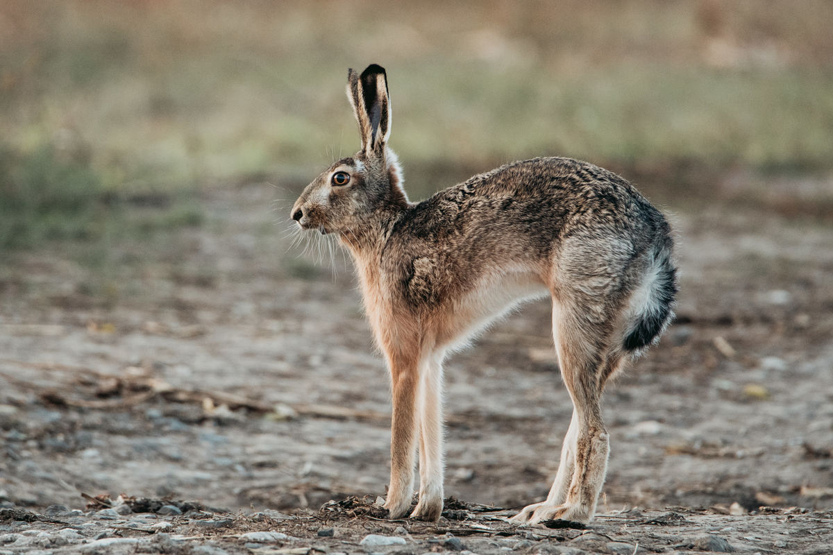 Gémné Kovács Anita