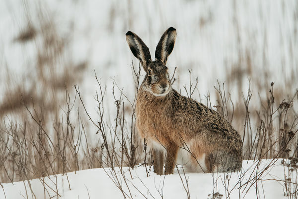 Téli nyúl